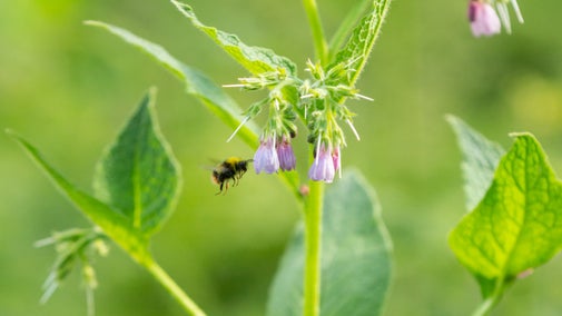 A bee in flight towards a purple flower